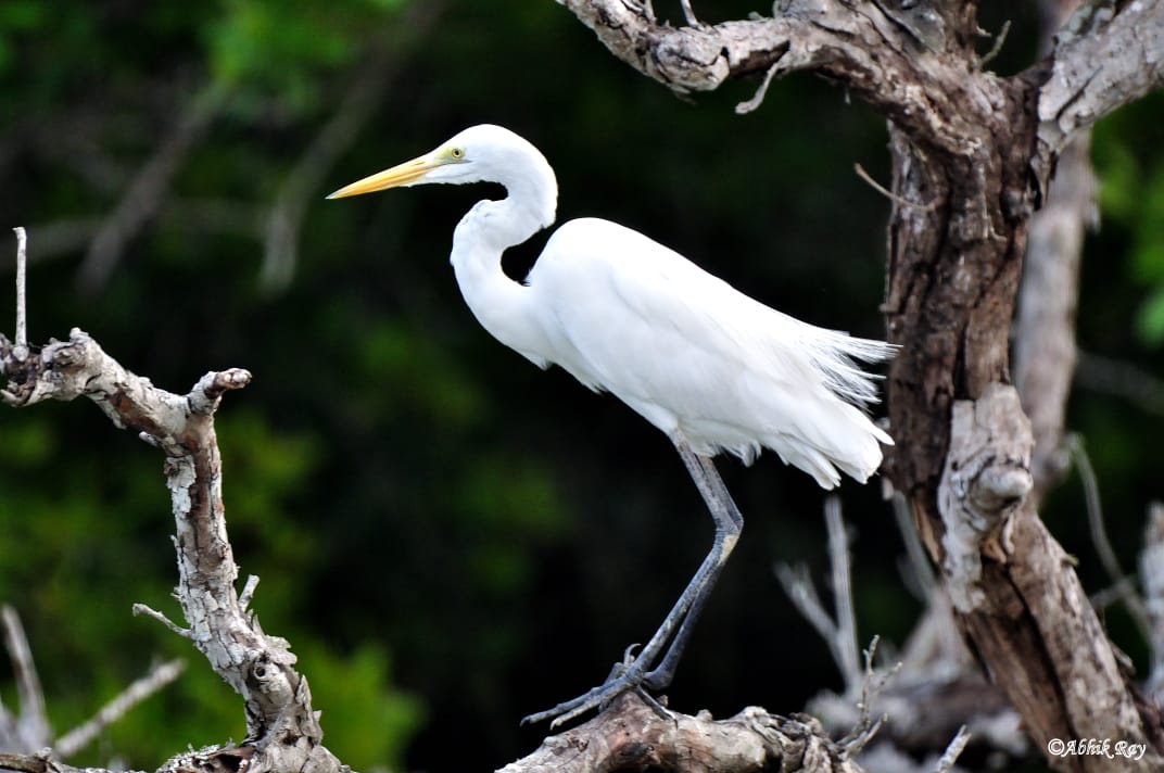 Sundarban
